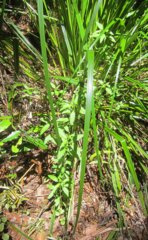 Haloragis erecta erecta