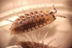 Agabiformius lentus