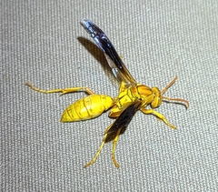 Polistes flavus