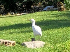 Bubulcus ibis