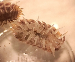 Agabiformius lentus