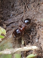 Carebara
