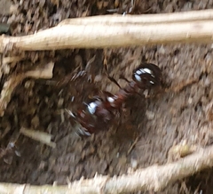Carebara
