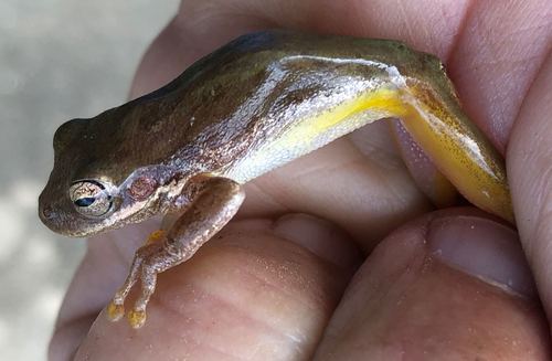 Squirrel Tree Frog photographed in Mississippi