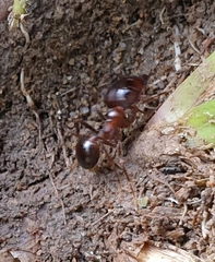 Carebara