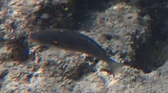 Stethojulis balteata