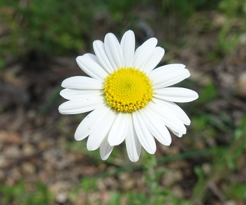 Image of Brachyscome diversifolia by (c) yatesy, some rights reserved (CC BY)