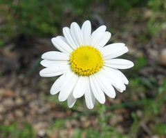 Brachyscome diversifolia