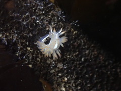Coryphella trilineata
