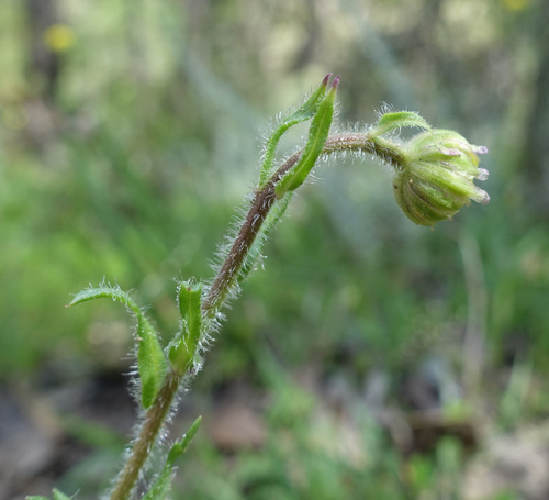 Image of Brachyscome diversifolia by (c) yatesy, some rights reserved (CC BY)