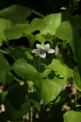 Viola arcuata