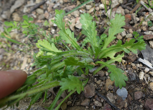 Image of Brachyscome diversifolia by (c) yatesy, some rights reserved (CC BY)