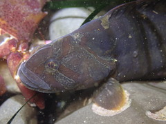 Cebidichthys violaceus