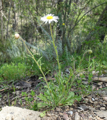 Brachyscome diversifolia