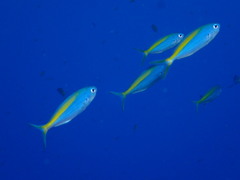 Blue Knifefish photo 4