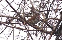 Passerella iliaca iliaca