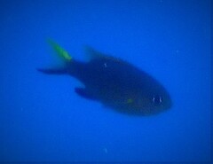 Pycnochromis vanderbilti