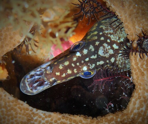 Mosaic moray (Enchelycore ramosa) — Muraenidae