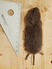 Microtus pennsylvanicus