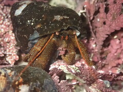 Pagurus granosimanus