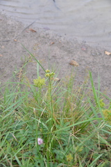 Cyperus acuminatus