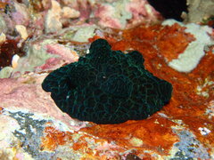 Coriocella nigra