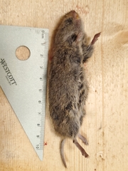 Microtus pennsylvanicus