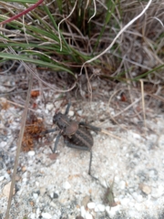 Hetrodes pupus