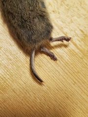 Microtus pennsylvanicus