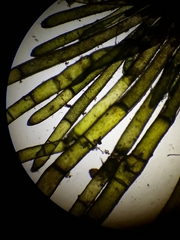 Chaetomorpha antennina