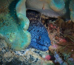 Gymnothorax annasona