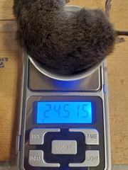 Microtus pennsylvanicus