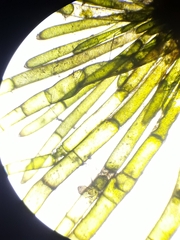 Chaetomorpha antennina