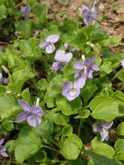 Viola sacchalinensis