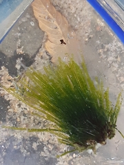 Chaetomorpha antennina