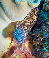 Gymnothorax annasona