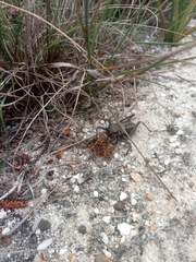 Hetrodes pupus