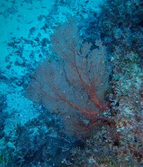 Melithaea zimmeri