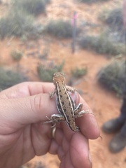 Ctenophorus spinodomus