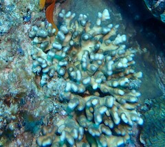 Stylophora