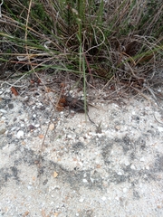 Hetrodes pupus
