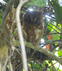 Otus rutilus rutilus