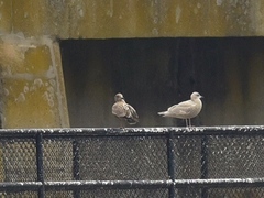 Larus glaucoides kumlieni