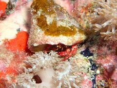 Dardanus sanguinolentus