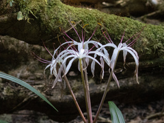 Crinum