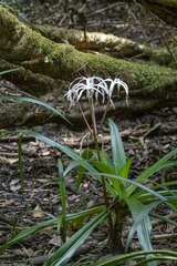 Crinum