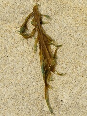 Desmarestia ligulata