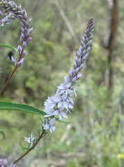 Veronica derwentiana