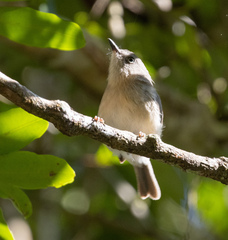 Newtonia brunneicauda