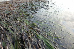 Zostera